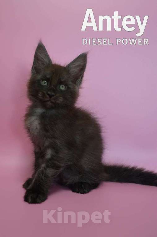 Кошки в Санкт-Петербурге: Мейн-Кун черный дым Antey Diesel Power  Мальчик, 80 000 руб. - фото 2
