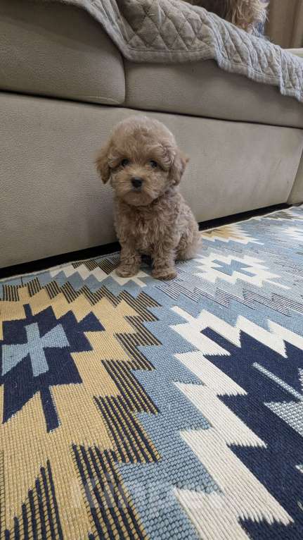 Собаки в Москве: Девочка мальтипу Девочка, 100 000 руб. - фото 3