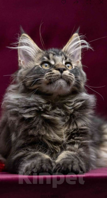 Кошки в других городах Ленинградской области: Мейн-кун " котенок в руковичках" Девочка, 25 000 руб. - фото 8