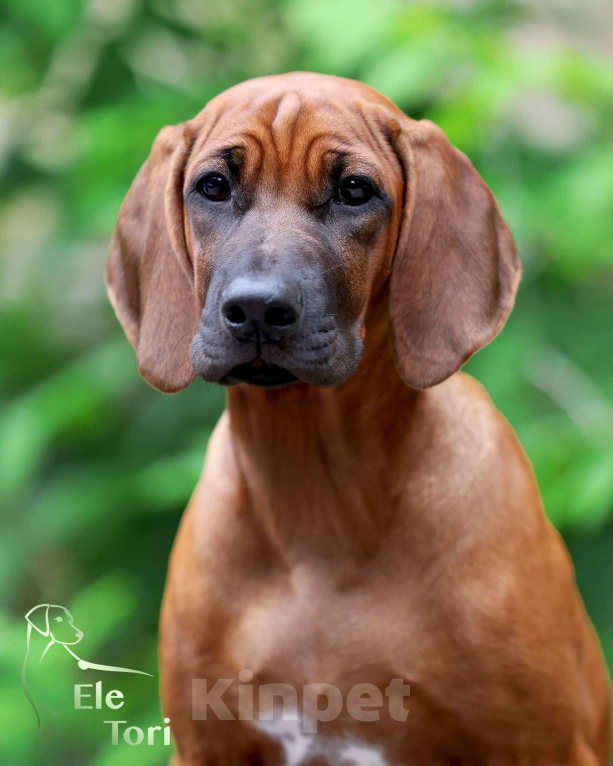 Собаки в Москве: Лучшая девочка родезийского риджбека Девочка, 120 000 руб. - фото 2