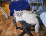 Кошки в Мур: Невские маскарадные котята, 9 000 руб. - фото 3