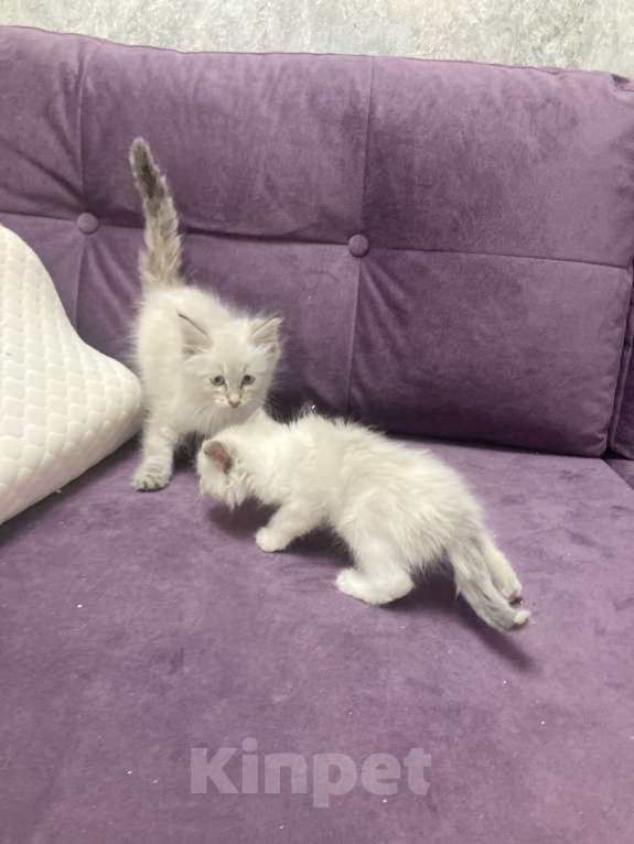 Кошки в Санкт-Петербурге: Котята Мальчик, 25 000 руб. - фото 3