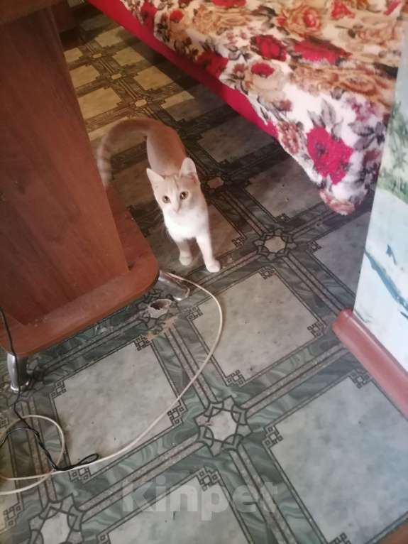 Кошки в Курске: срочно отдам прекрасную добрую кошечку в добрые руки! Девочка, Бесплатно - фото 7