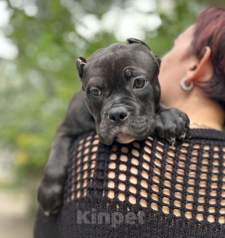 Собаки в Воронеже: Девочка  Девочка, 80 000 руб. - фото 3