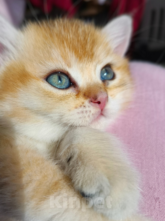 Кошки в Воронеже: Котенок британский  короткошестный Мальчик, 23 000 руб. - фото 1