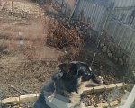 Собаки в других городах Волгоградской области: Немечкая овчарка-хаска Девочка, Бесплатно - фото 6