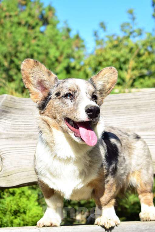 Собаки в Краснодаре: Корги Кардиган щенок мраморный  Мальчик, 65 000 руб. - фото 2