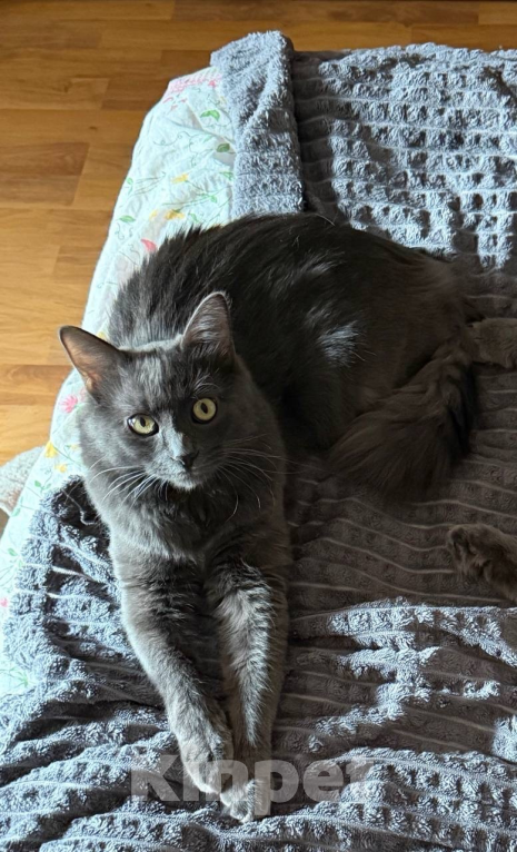 Кошки в Москве: Я ПОТЕРЯЛСЯ!!! Мальчик, 5 000 руб. - фото 1