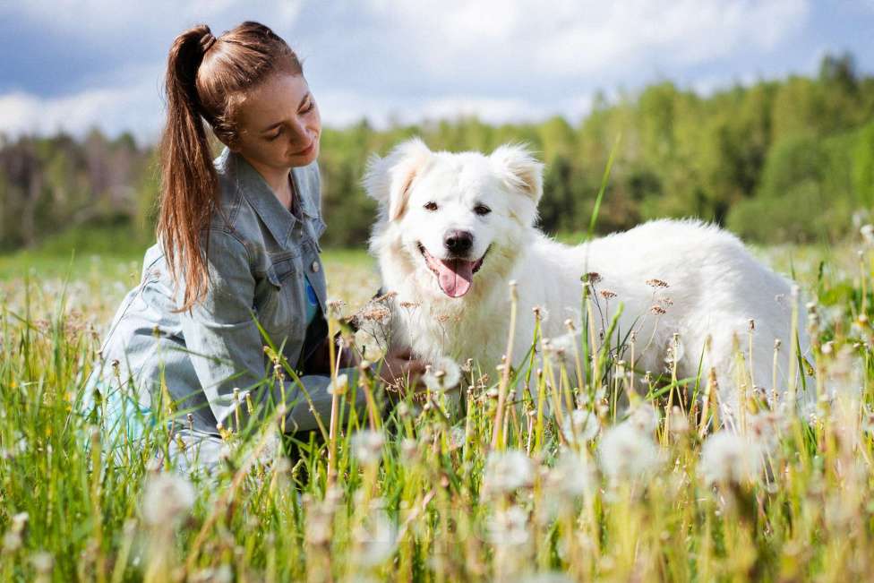 Собаки в Москве: Красивый ласковый парень в дар Мальчик, Бесплатно - фото 3