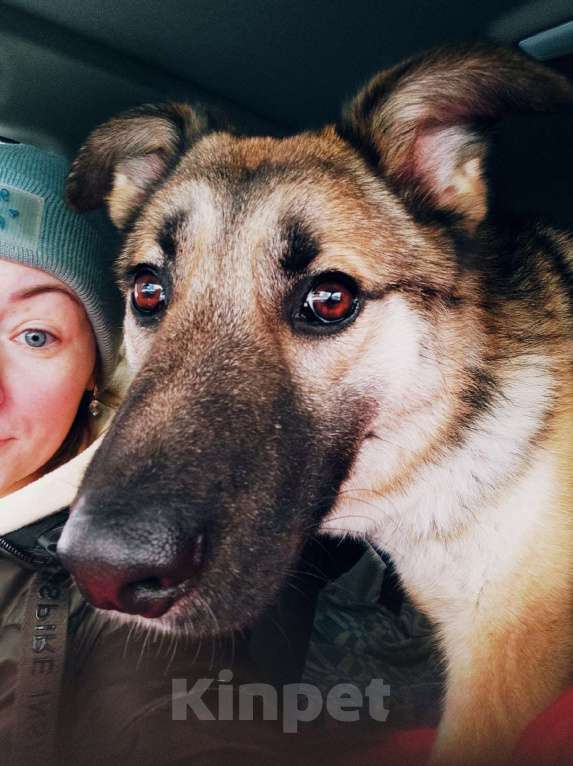 Собаки в Балашихе: замечательный пес ,которого никто не замечает Мальчик, 10 руб. - фото 6