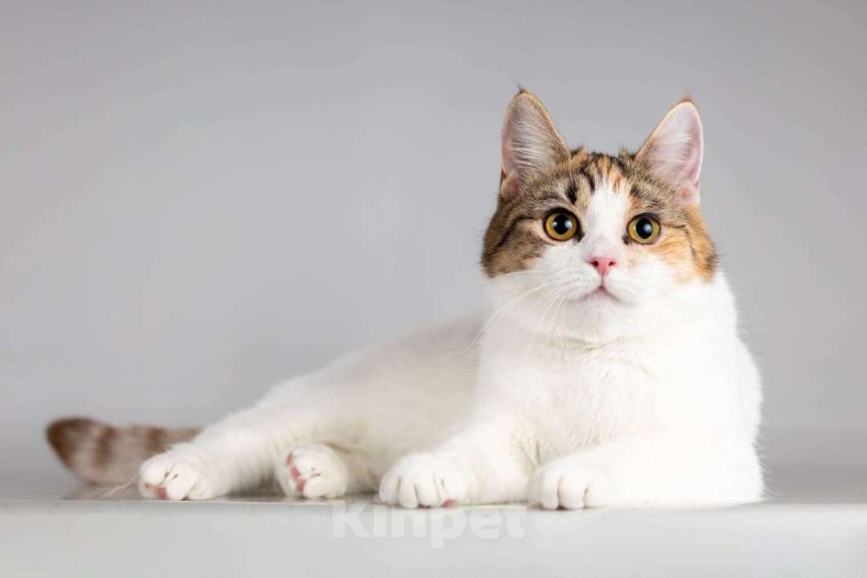 Кошки в Москве: Красавица Ника ищет семью. Девочка, Бесплатно - фото 1