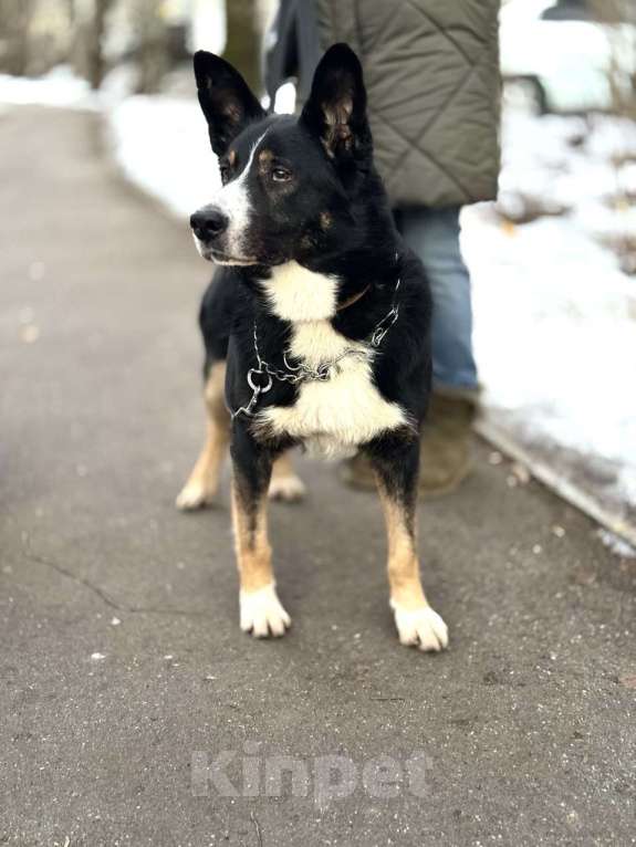 Собаки в Москве: Тимофей ищет дом Мальчик, Бесплатно - фото 2