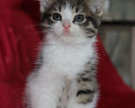 Кошки в Тюмени: Мальчик  Мальчик, 1 руб. - фото 2