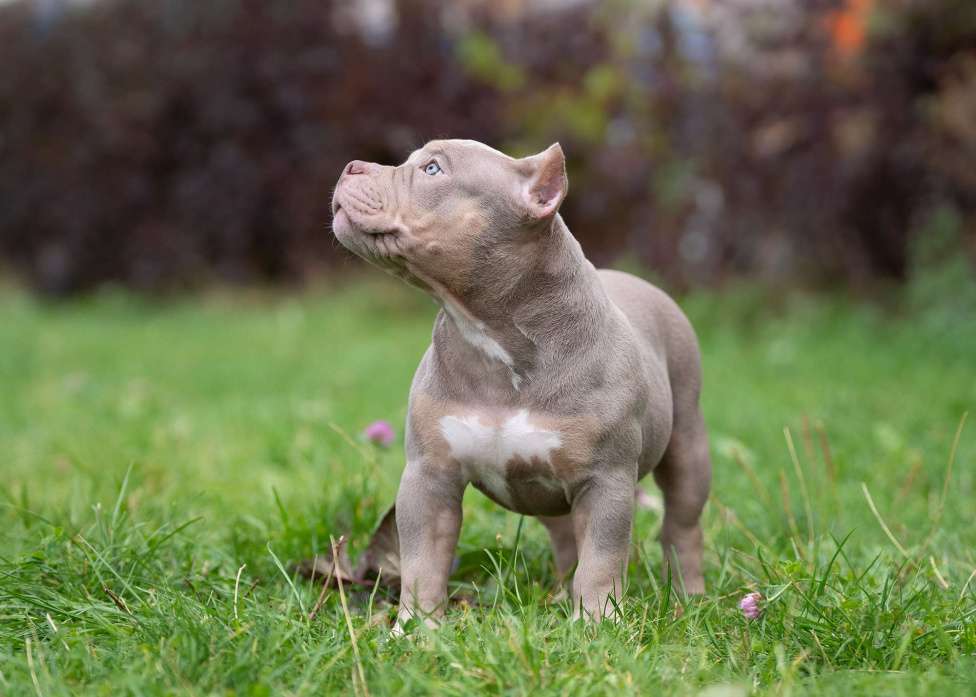 Собаки в Санкт-Петербурге: Предлагаются к продаже щенки американского булли  Девочка, 100 000 руб. - фото 5