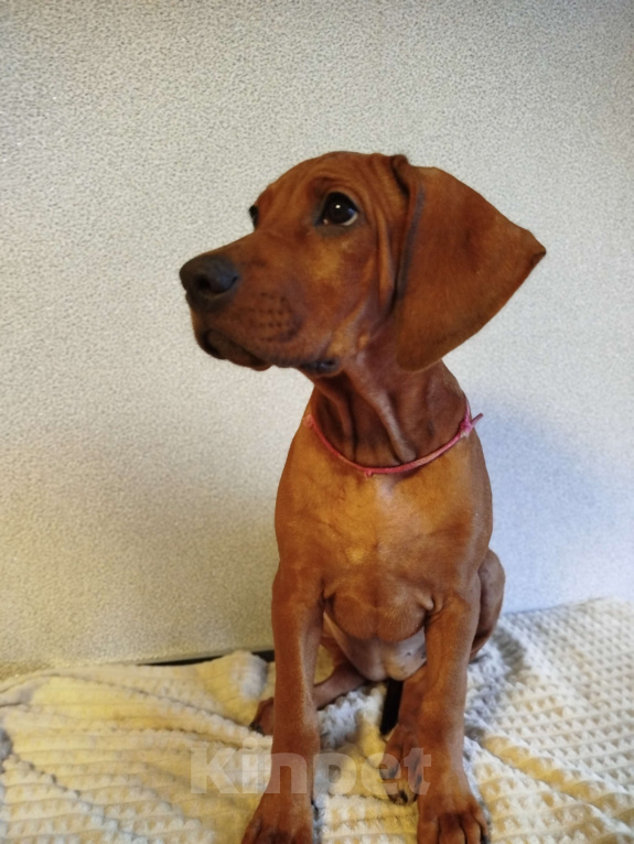 Собаки в Кумертау: Родезийский риджбек, девочка. Африка Из Дома Московкиной. 3 месяца, документы РКФ. Стандарт.  Девочка, 80 000 руб. - фото 1