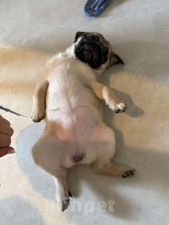 Собаки в Туле: Щенок мопса Девочка, 20 000 руб. - фото 3