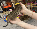 Кошки в других городах Московской области: Бенгальский котенок Девочка, 18 000 руб. - фото 6