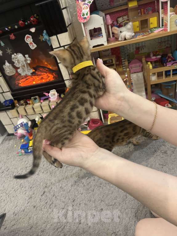 Кошки в других городах Московской области: Бенгальский котенок Девочка, 18 000 руб. - фото 6