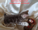 Кошки в Москве: котята курильские бобтейлы шикарного мраморного окраса Разнополые, 5 000 руб. - фото 8