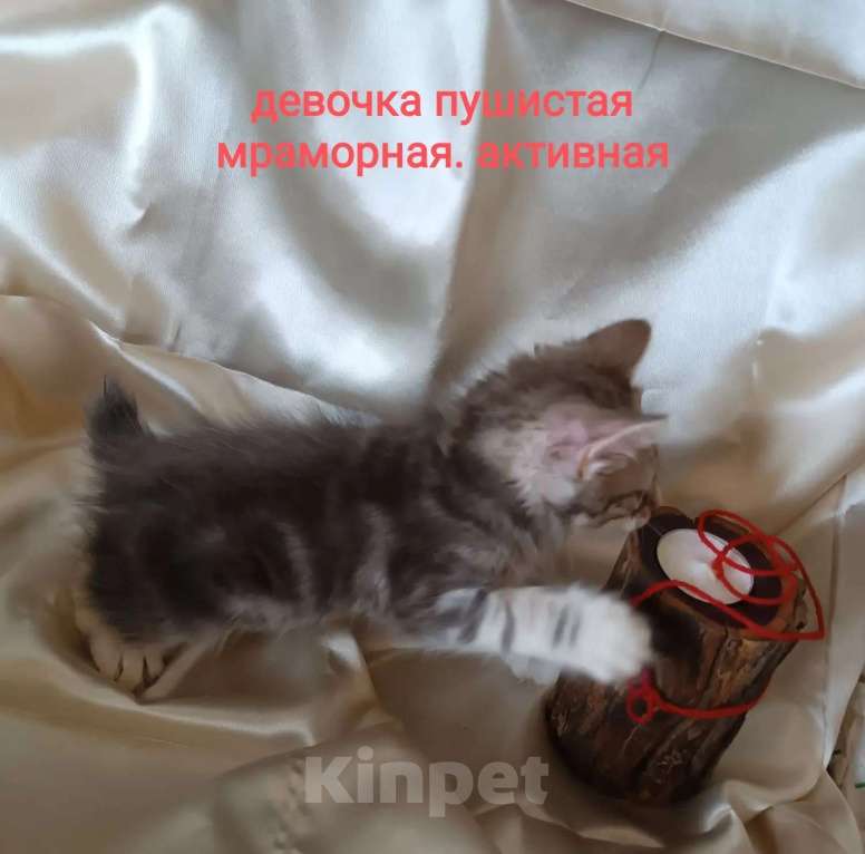 Кошки в Москве: котята курильские бобтейлы шикарного мраморного окраса Разнополые, 5 000 руб. - фото 8