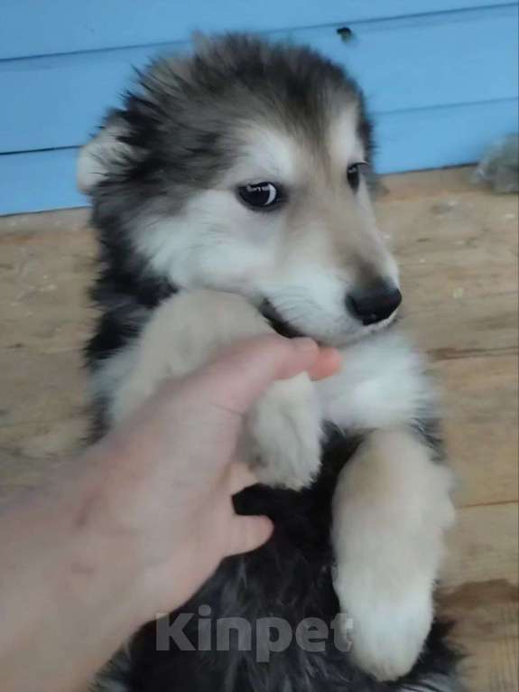 Собаки в Лосином-Петровском: малыш из ппбж якутска Мальчик, Бесплатно - фото 5