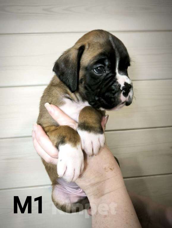 Собаки в других городах Иркутской области: Щенки немецкого боксëра Разнополые, 50 руб. - фото 3