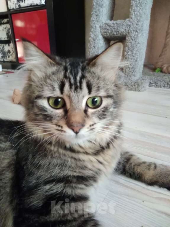 Кошки в Санкт-Петербурге: Молодая кошечка зеленоглазка Девочка, Бесплатно - фото 2