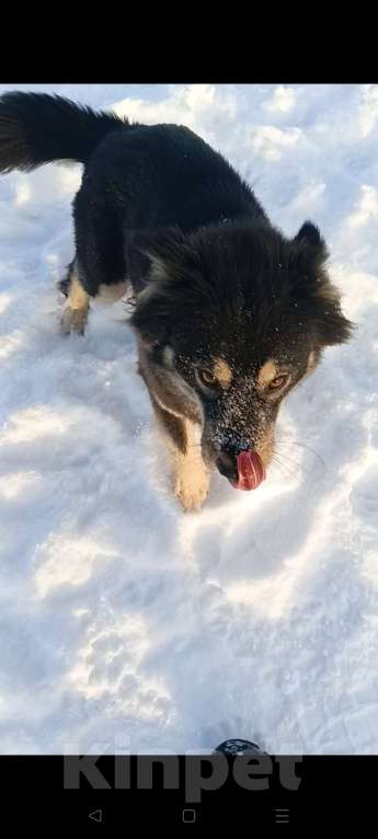 Собаки в других городах Ленинградской области: Пушистое чудо Девочка, Бесплатно - фото 1