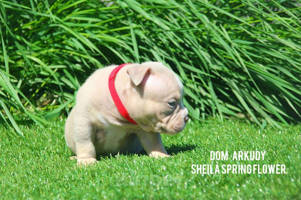 Собаки в Саратове: Красотка Американского булли  Девочка, 100 000 руб. - фото 4