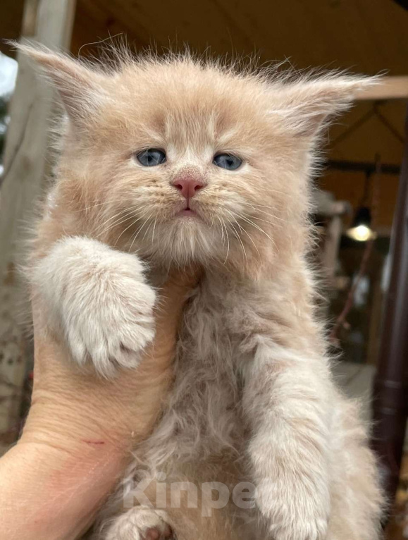 Кошки в других городах Ленинградской области: Мейн кун котенок Мальчик, 60 000 руб. - фото 1