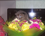 Кошки в Истре: Шотландские котята Девочка, 20 000 руб. - фото 5