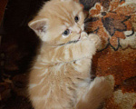 Кошки в Краснодаре: Котик. Рыжики рулят Мальчик, 5 000 руб. - фото 10