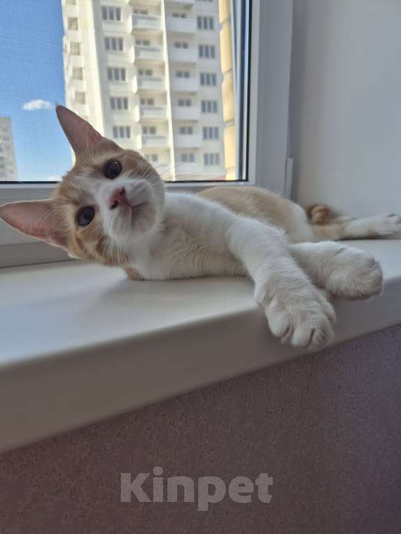 Кошки в Ростове-на-Дону: Ищем хорошие руки мальчику Мальчик, Бесплатно - фото 6