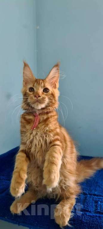 Кошки в Самаре: Котёнок породы Мейн-кун MCO female Imperija, color d Девочка, 40 000 руб. - фото 1