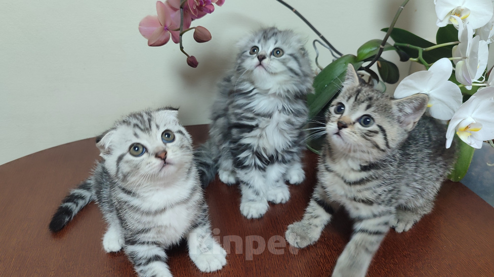 Кошки в Нижнем Новгороде: Продаю котят Мальчик, 10 000 руб. - фото 3