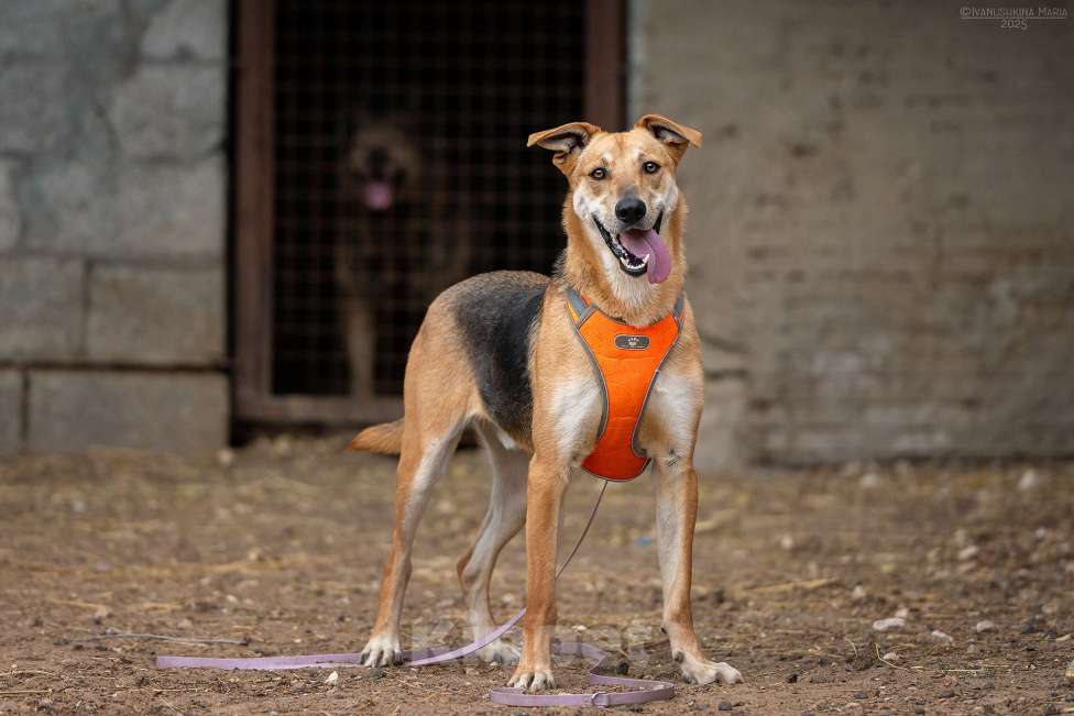 Собаки в Москве: Рональдо - с тонкой душевной организацией Мальчик, Бесплатно - фото 6