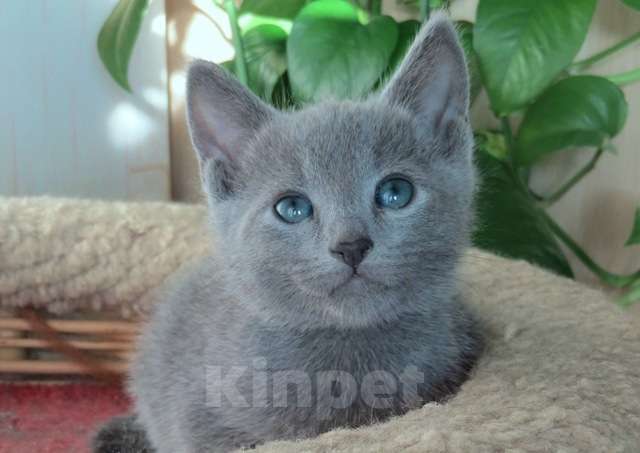 Кошки в Санкт-Петербурге: Русские голубые котята Девочка, 50 000 руб. - фото 5