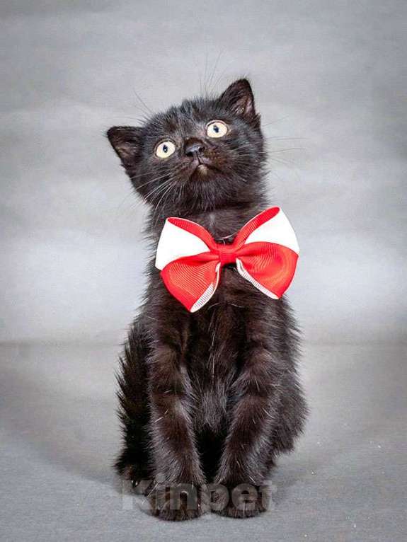 Кошки в Москве: Роскошный черный котенок Марио, метис шотландской вислоухой ищет дом Мальчик, 10 руб. - фото 3