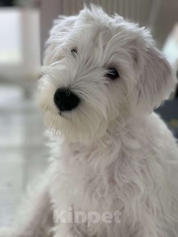 Собаки в Краснодаре: Щенок цвергшнауцер белый  Девочка, Бесплатно - фото 3