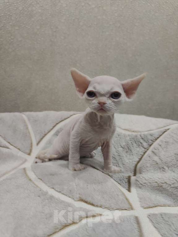 Кошки в Москве: Питомник предлагает котёнка Девон-Рекс Мальчик, 55 000 руб. - фото 6