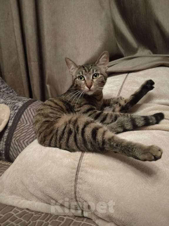 Кошки в Санкт-Петербурге: Кошка в добрые руки Девочка, 100 руб. - фото 4