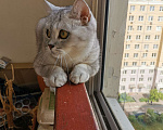 Кошки в Красногорске: Отдам британца в добрые руки Мальчик, Бесплатно - фото 4