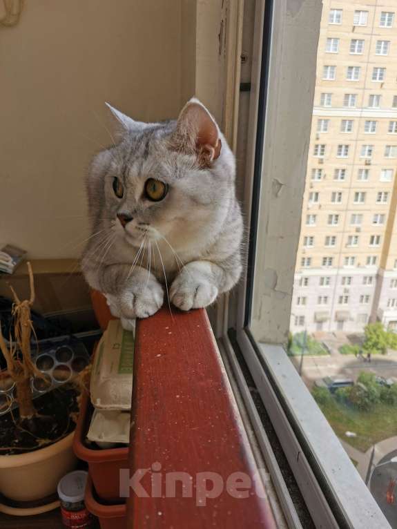 Кошки в Красногорске: Отдам британца в добрые руки Мальчик, Бесплатно - фото 4