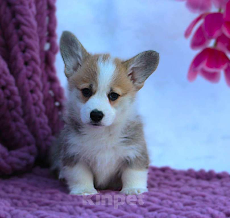 Собаки в других городах Московской области: сука вельш корги пемброк Девочка, 55 000 руб. - фото 3