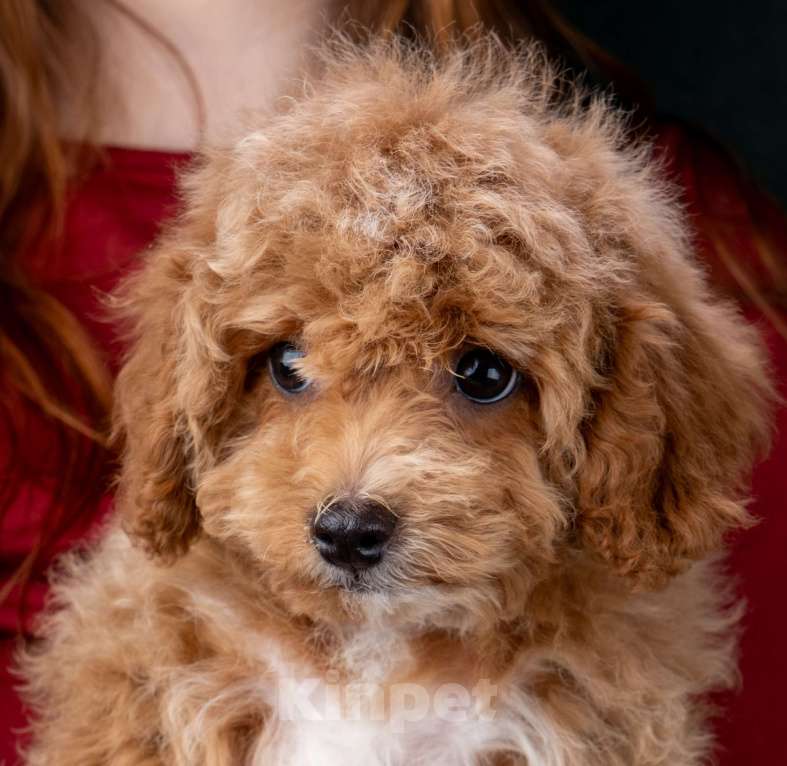 Собаки в Москве: Мальтипу ф1 мини мальчики Мальчик, 60 000 руб. - фото 8