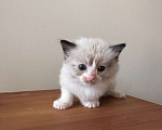 Кошки в Краснодаре: Регдолл сил биколор Девочка, 20 000 руб. - фото 2