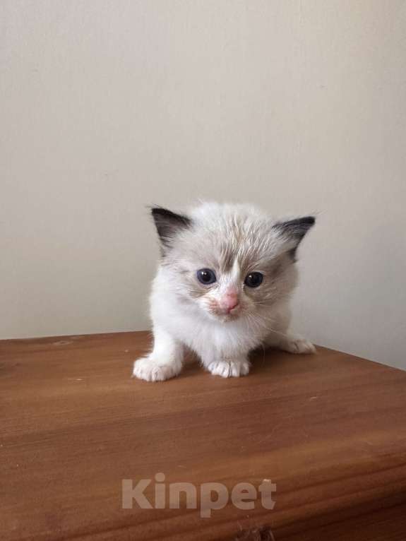 Кошки в Краснодаре: Регдолл сил биколор Девочка, 20 000 руб. - фото 2