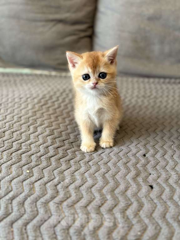 Кошки в Москве: Котенок британский. Девочка  Девочка, 18 000 руб. - фото 3