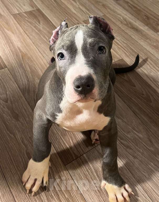 Собаки в Мурманске: Американский булли  Девочка, 170 000 руб. - фото 4