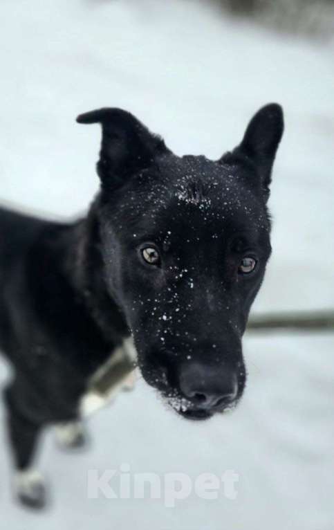 Собаки в Королеве: Щенок Джус ищет дом Мальчик, Бесплатно - фото 4